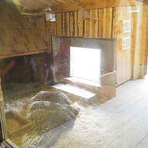 Meerkat - Crested porcupine indoor housing