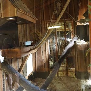 Ring-tailed coati indoor housing