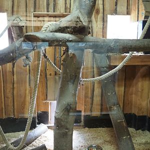 Ring-tailed coati indoor housing