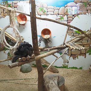 Chinchilla exhibit