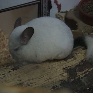 White Wilson Chinchilla (Chinchilla lanigera)