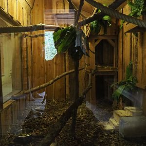 European genet indoor den