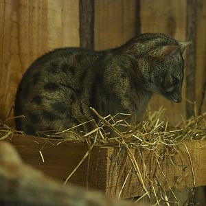 European genet (Genetta genetta)