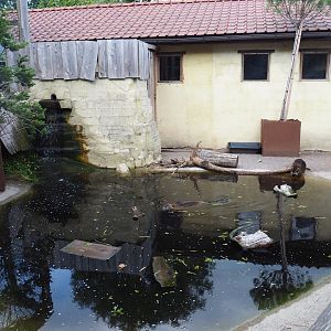 Coypu/Nutria exhibit