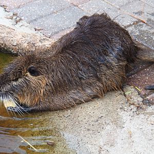 Coypu or nutria (Myocastor coypus) chewing on apple piece