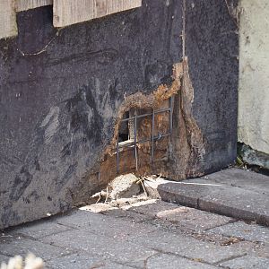 Gate chewed on by coypus