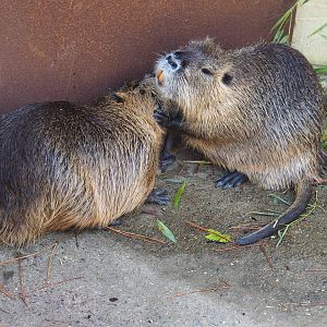 Coypus (Myocastor coypus)