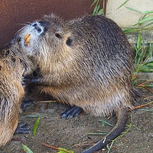 Coypu (Myocastor coypus)