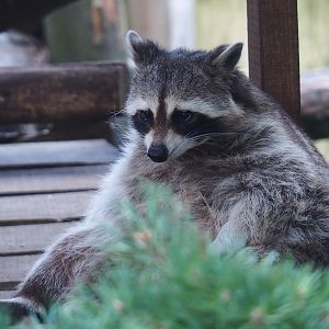 Relaxed raccoon (Procyon lotor)