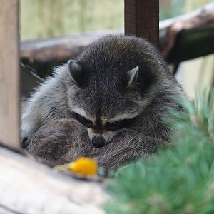Collapsed coon (Procyon lotor)
