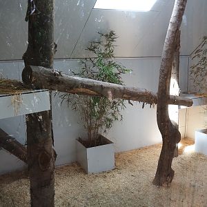 Binturong indoor housing