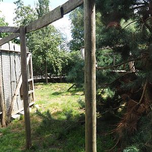 Silver fox and Arctic fox exhibit