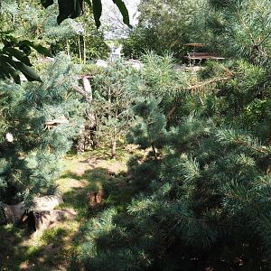 Silver fox and Arctic fox exhibit