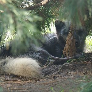 Arctic fox (Vulpes lagopus)