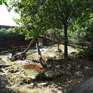 European badger exhibit