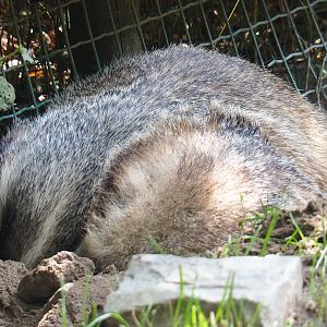 Sleeping European badgers (Meles meles)