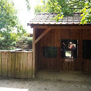 European badger den and viewing area