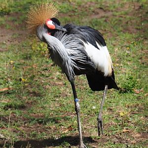 Grey crowned crane (Balearica regulorum)