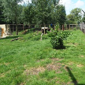 Eurasian brown bear exhibit