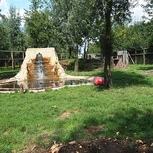 Eurasian brown bear exhibit