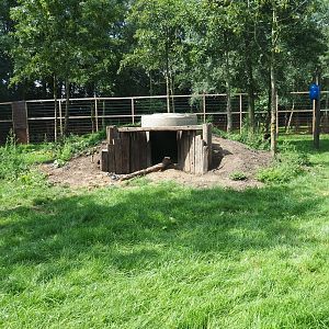 Eurasian brown bear den