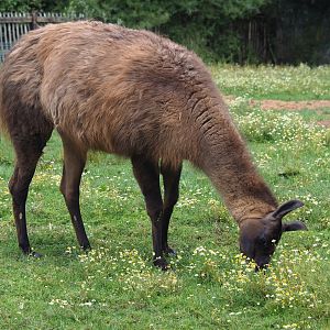 Llama (Lama glama)