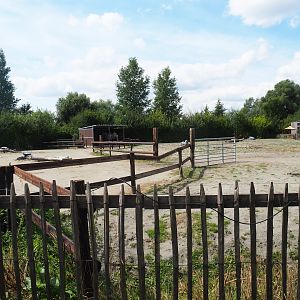 Bactrian camel paddock