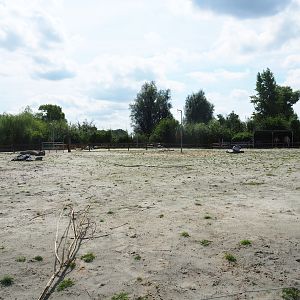Bactrian camel paddock