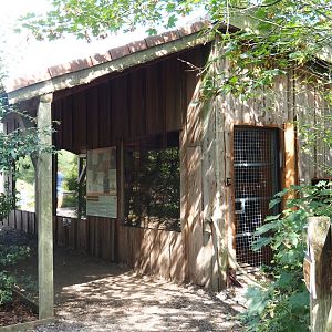 Olive baboon house