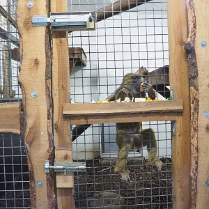 Olive baboon indoor housing