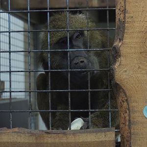 Olive baboon (Papio anubis)