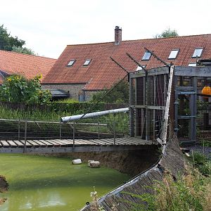 Olive baboon cage and island access