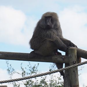 Olive baboon (Papio anubis)