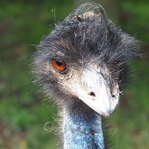 Emu (Dromaius novaehollandiae) with a bad hair day