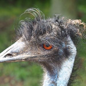 Emu (Dromaius novaehollandiae) with a bad hair day