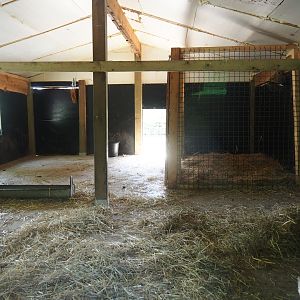 Red-necked wallaby stable
