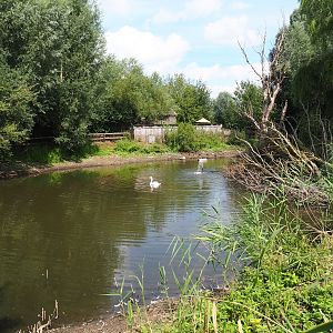 Mute swan pond