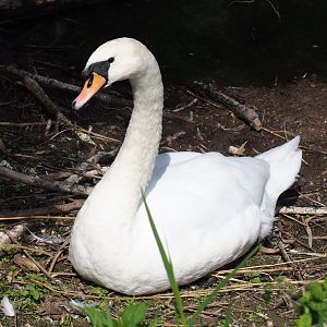 Mute swan (Cygnus olor)