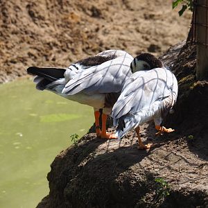 Bar-headed geese (Anser indicus)