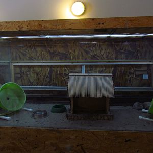 Exotarium, African pygmy hedgehog exhibit