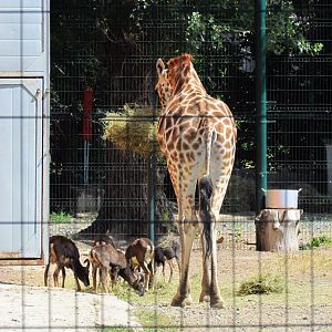 Baringo giraffe & mouflons