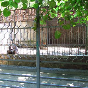 Asiatic black bear exhibit