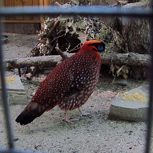 Temminck's tragopan