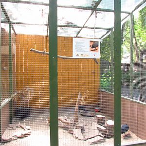 Crested guineafowl exhibit