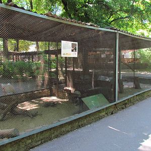 Lady Amherst's pheasant exhibit