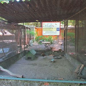Reeves's pheasant exhibit