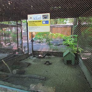 Swinhoe's pheasant exhibit