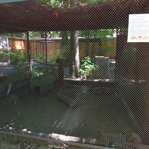 Himalayan monal exhibit
