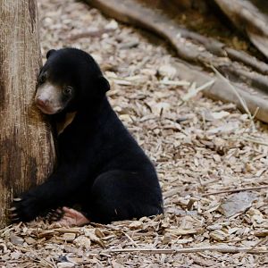 Sun Bear Cub, 19/09/18