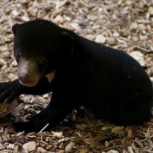 Sun Bear Cub, 19/09/18